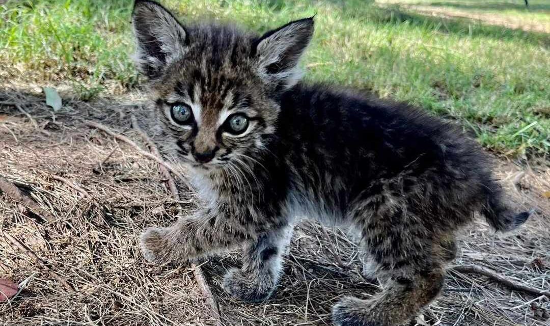 UNA CRÍA LINCE EN ZOOLÓGICO DE MEXICALI