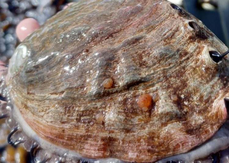 EL 1 DE ENERO DE 2024 INICIA TEMPORADA DE ABULÓN EN BC