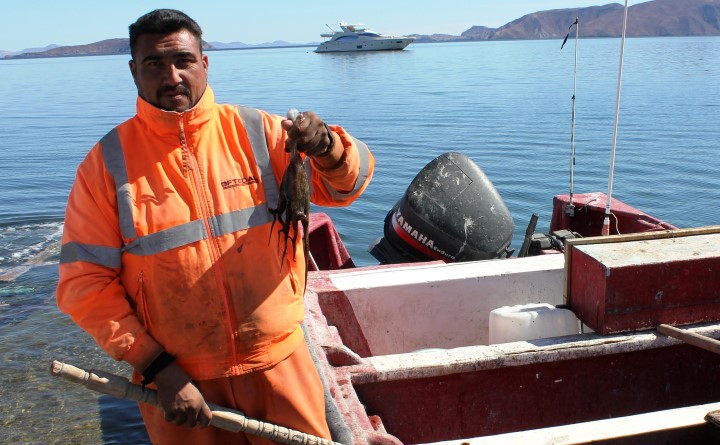 LA TEMPORADA DE PESCA DE PULPO EN BAHÍA DE LOS ÁNGELES