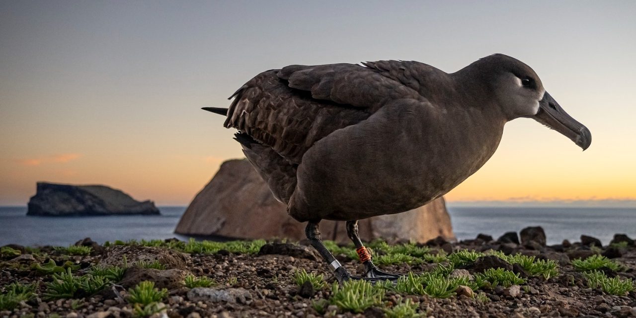 REGRESA PRIMER ALBATROS PATAS NEGRAS CRIADO EN ISLA GUADALUPE