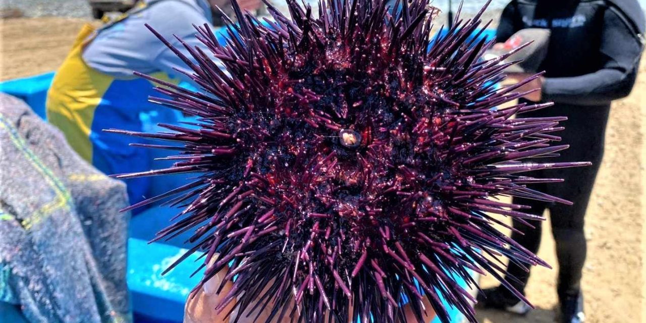 COMIENZA LA VEDA DEL ERIZO ROJO EN BC