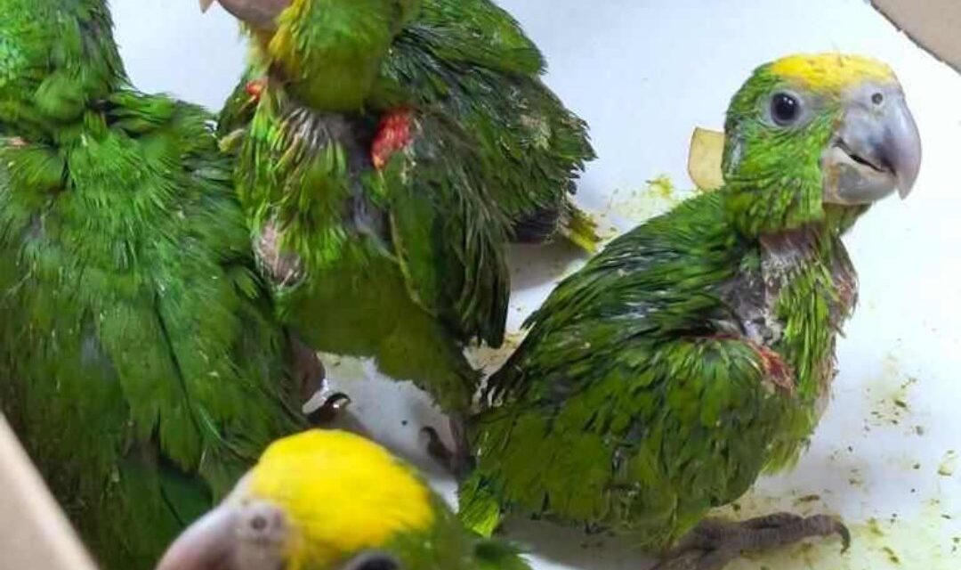 38 LOROS A RESGUARDO EN BOSQUE Y ZOOLÓGICO DE MEXICALI