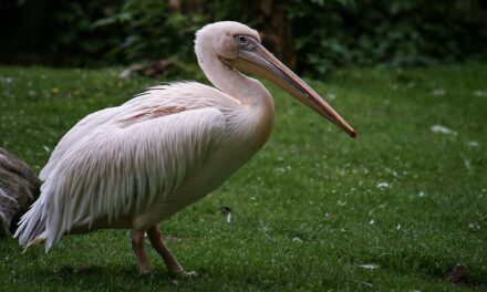 ATIENDEN REPORTES DE PELÍCANOS DESHIDRATADOS EN SU PASO POR MEXICALI