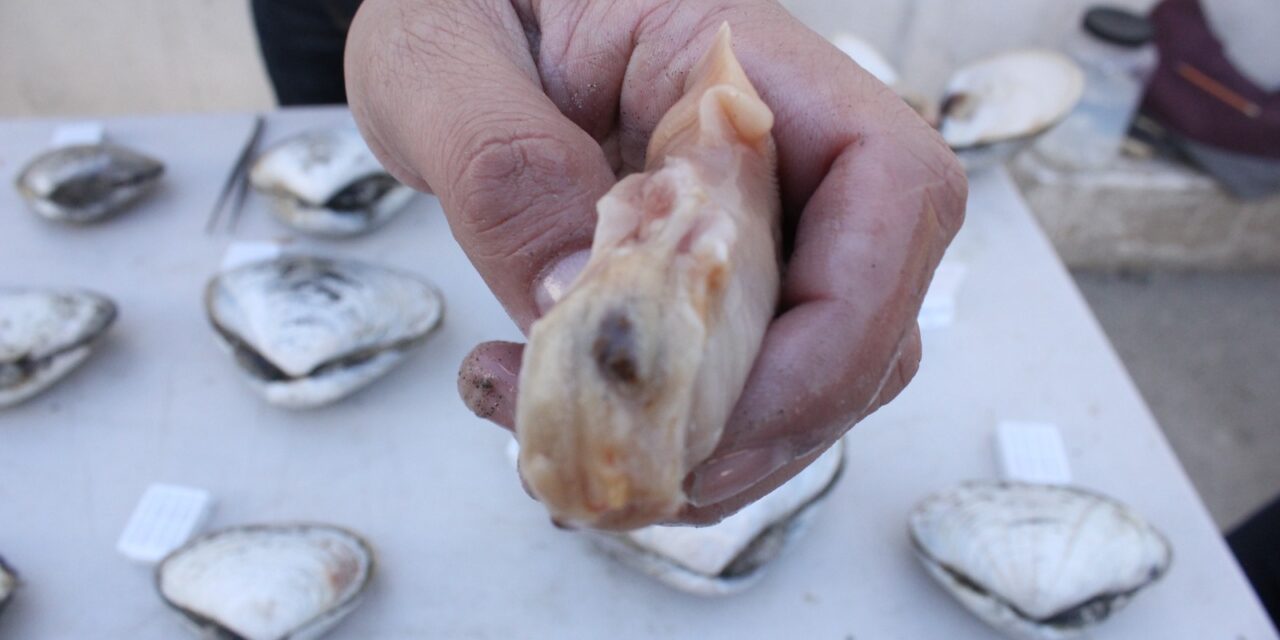 ALMEJA PISMO: ESPECIE ICÓNICA DE LA REGIÓN