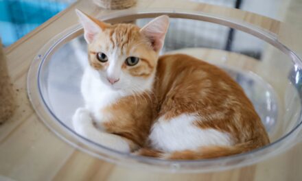 YA PUEDES ADOPTAR UN PERRO O GATO EN SANTUARIO MILY