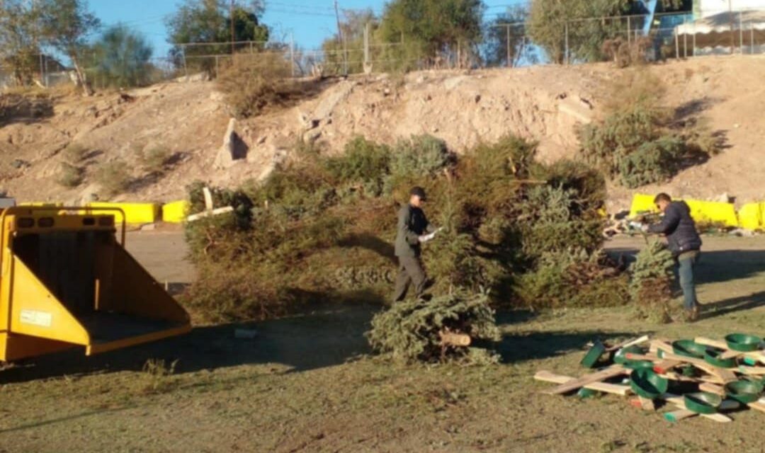 RECICLA TU PINO NAVIDEÑO Y AYUDA AL MEDIO AMBIENTE EN MEXICALI