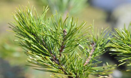 12 CENTROS DE ACOPIO EN MEXICALI PARA RECOLECCIÓN DE PINOS NATURALES
