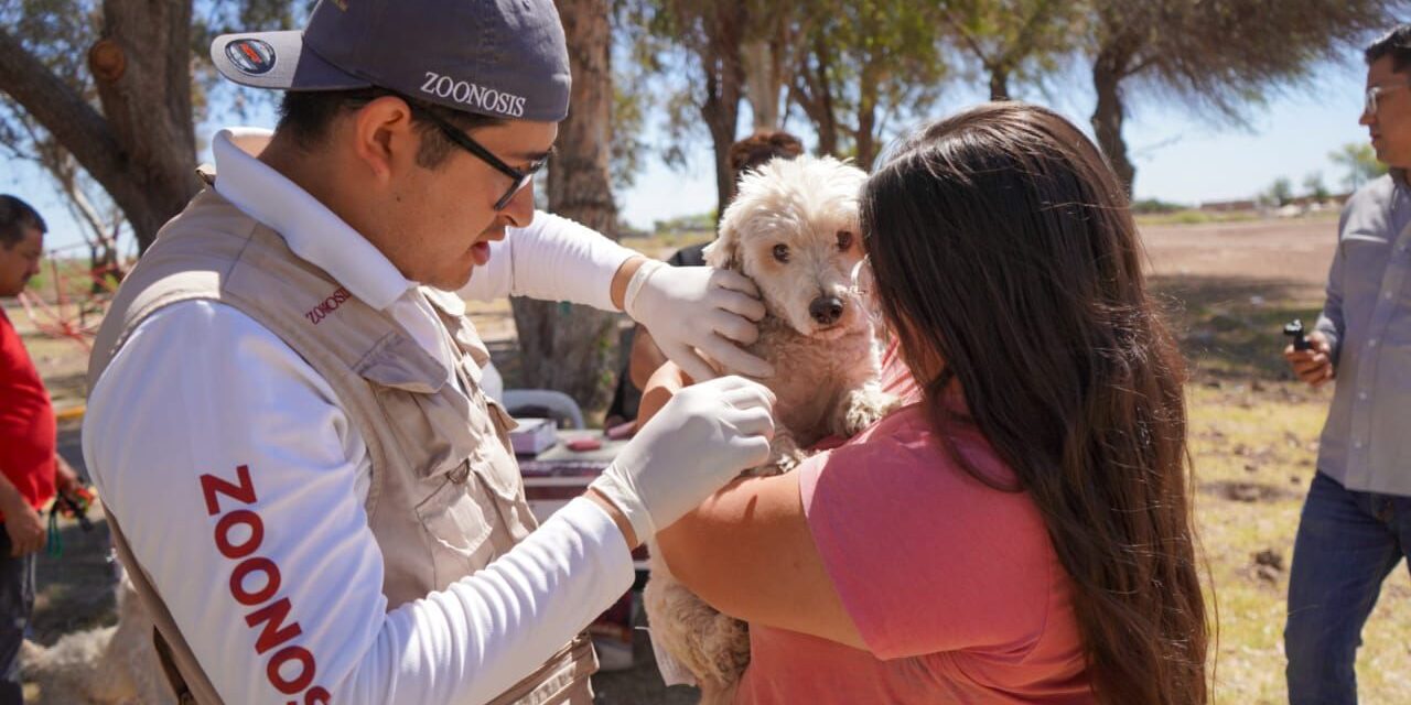IMPULSAN LA ESTERILIZACIÓN PARA UNA MEJOR SALUD ANIMAL