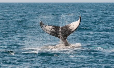 TEMPORADA DE AVISTAMIENTO DE LA BALLENA GRIS