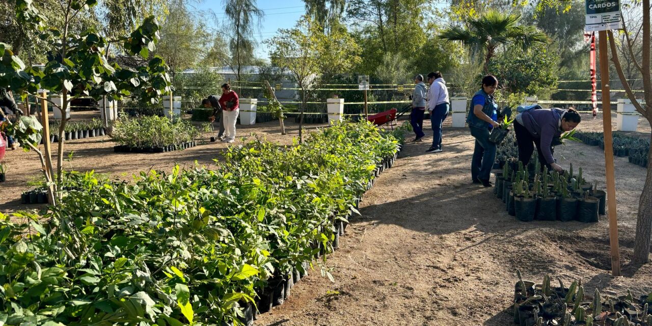 CAMPAÑA DE DONACIÓN DE 15 MIL ÁRBOLES EN MEXICALI