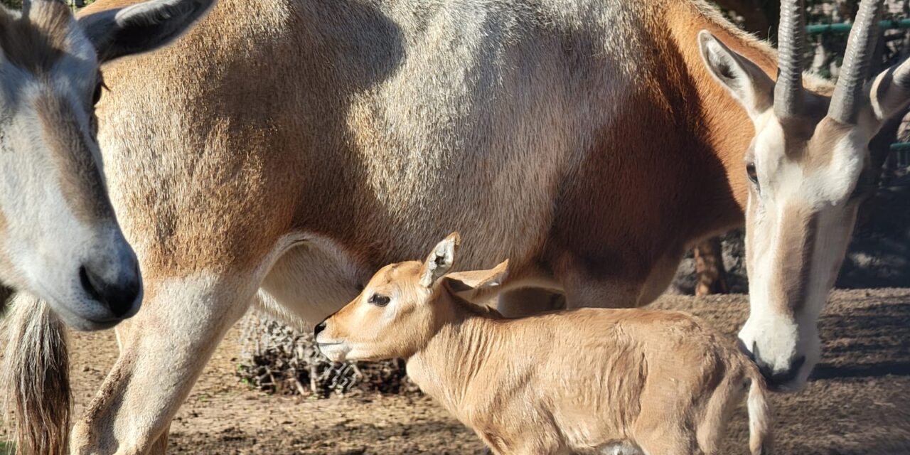 NACE CRÍA DE ÓRIX EN EL BOSQUE Y ZOOLÓGICO DE MEXICALI