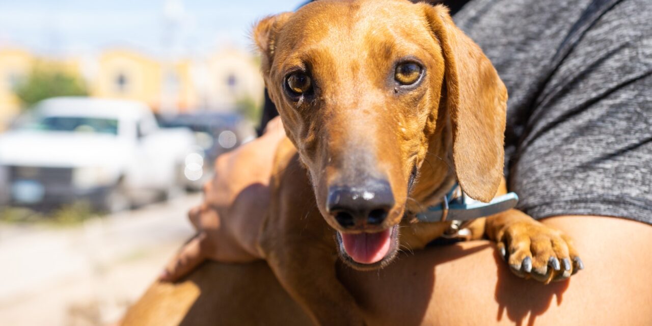 CAMPAÑA DE VACUNACIÓN ANTIRRÁBICA PARA MASCOTAS EN TODO BC