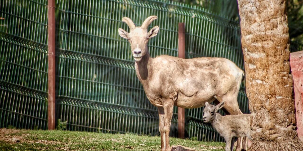 NACE HEMBRA DE BORREGO CIMARRÓN EN BOSQUE Y ZOOLÓGICO DE MEXICALI