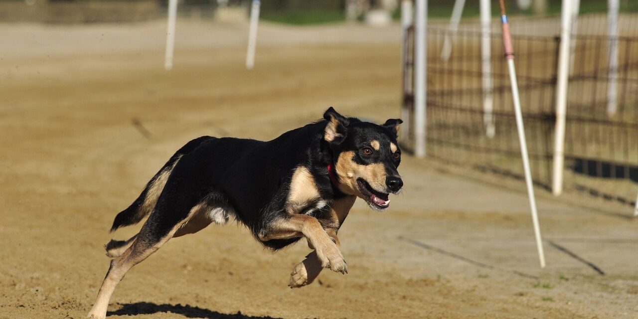 APRUEBAN REFORMA QUE RECONOCE A LOS ANIMALES COMO SERES SINTIENTES EN BC