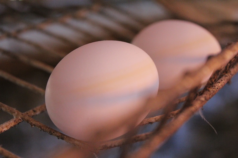 IMPORTANTE COCINAR DE FORMA ADECUADA LOS HUEVOS Y POLLO