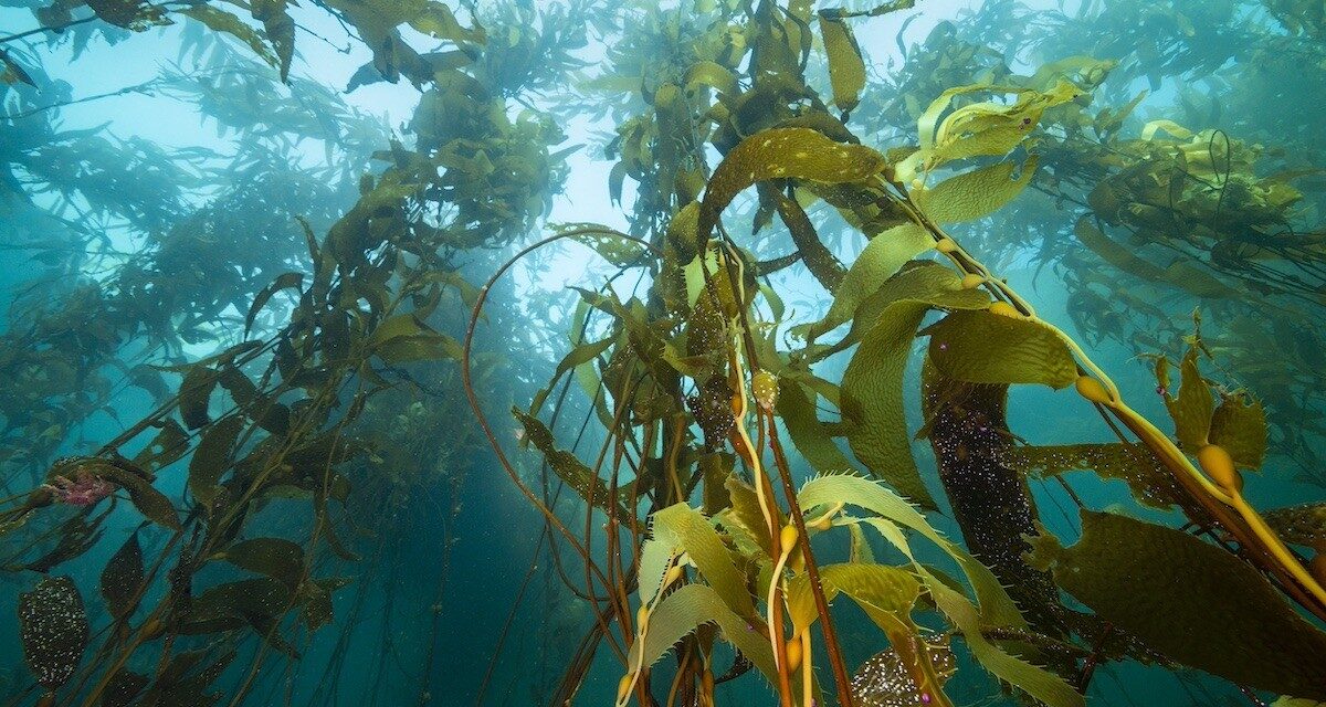 PLAN DE ACCIÓN PARA RESTAURAR BOSQUES DE SARGAZO GIGANTE