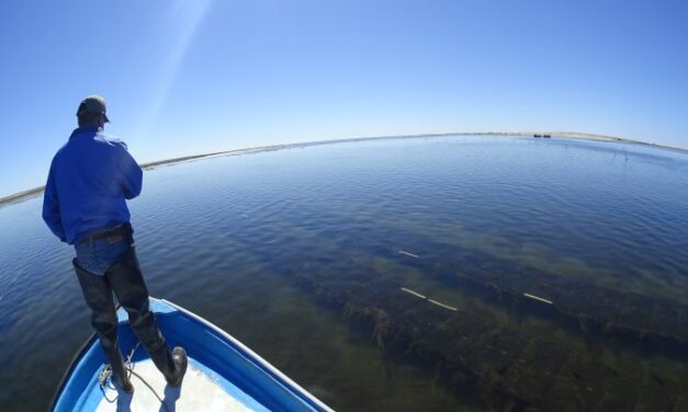 ADELANTE CON LA TEMPORADA DE PESCA DE LANGOSTA ROJA DEL PACÍFICO