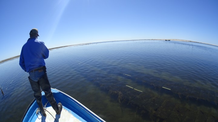 ADELANTE CON LA TEMPORADA DE PESCA DE LANGOSTA ROJA DEL PACÍFICO