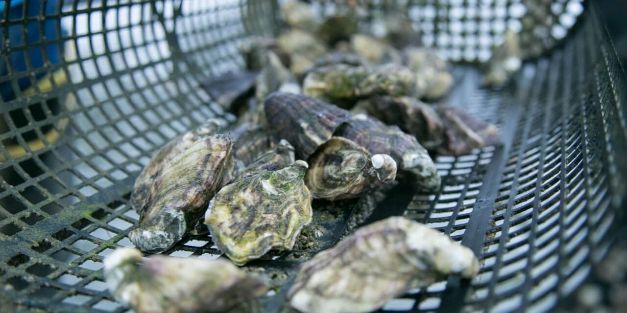 VIGILANCIA SANITARIA CONSTANTE A MOLUSCOS BIVALVOS EN BC