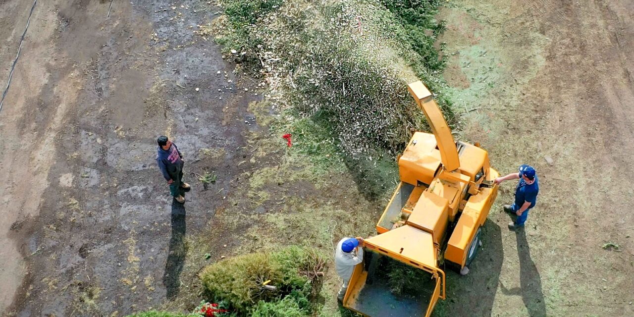 HABILITAN 11 CENTROS DE ACOPIO DE PINOS NAVIDEÑOS NATURALES EN MEXICALI