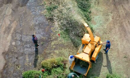 HABILITAN 11 CENTROS DE ACOPIO DE PINOS NAVIDEÑOS NATURALES EN MEXICALI