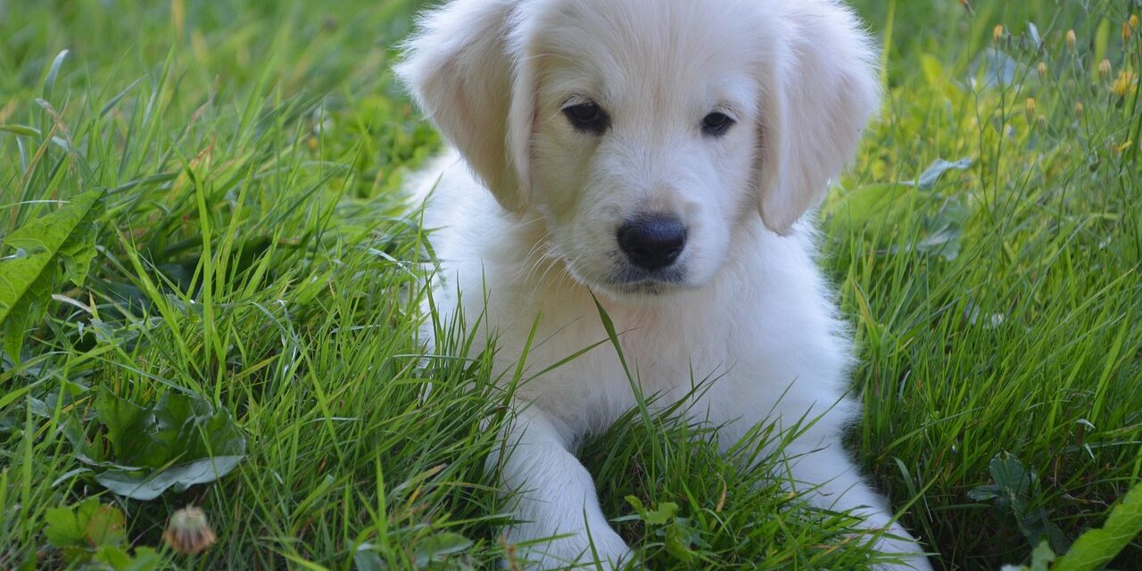 APRUEBAN REFORMA PARA FORTALECER LA PROTECCIÓN DE ANIMALES DOMÉSTICOS