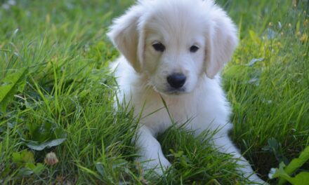 APRUEBAN REFORMA PARA FORTALECER LA PROTECCIÓN DE ANIMALES DOMÉSTICOS