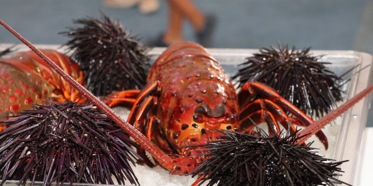 COMIENZA LA VEDA DE 7 MESES DE LA LANGOSTA ROJA DEL PACÍFICO 2026