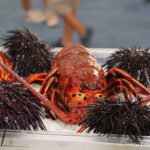 COMIENZA LA VEDA DE 7 MESES DE LA LANGOSTA ROJA DEL PACÍFICO 2026