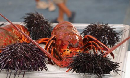 COMIENZA LA VEDA DE 7 MESES DE LA LANGOSTA ROJA DEL PACÍFICO 2026