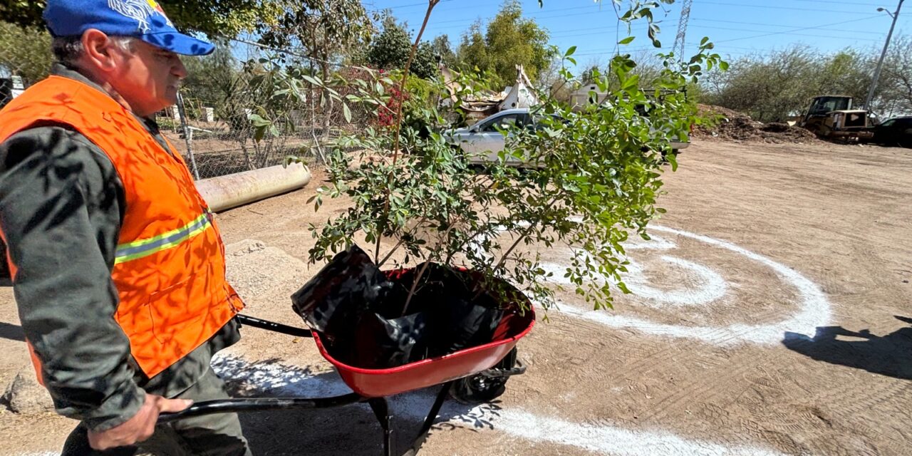 DONARÁ 13 MIL PLANTAS EN VIVEROS DE MEXICALI A PARTIR DEL 23 DE MARZO