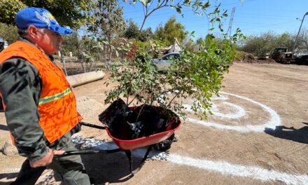 DONARÁ 13 MIL PLANTAS EN VIVEROS DE MEXICALI A PARTIR DEL 23 DE MARZO
