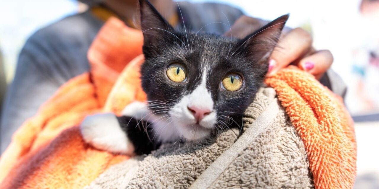 VAN APLICADAS MÁS DE 67 MIL VACUNAS A MASCOTAS EN PRIMER TRIMESTRE DEL AÑO