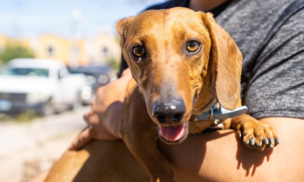 MÁS DE 100 MIL MASCOTAS VACUNADAS EN BC