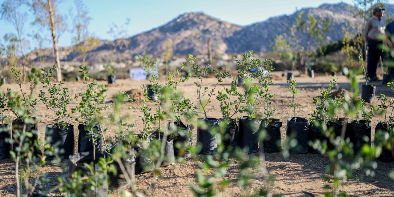 REFORESTARÁN 100 HECTÁREAS DE JUNTAS DE NEJÍ A PARTIR DE OCTUBRE 2026