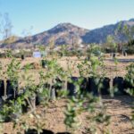 REFORESTARÁN 100 HECTÁREAS DE JUNTAS DE NEJÍ A PARTIR DE OCTUBRE 2026