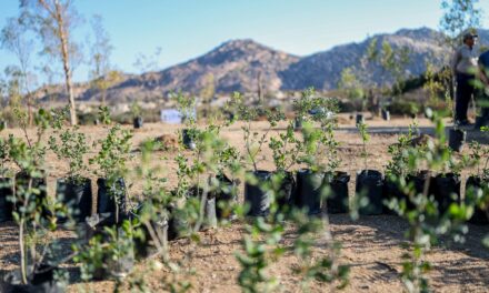 REFORESTARÁN 100 HECTÁREAS DE JUNTAS DE NEJÍ A PARTIR DE OCTUBRE 2026