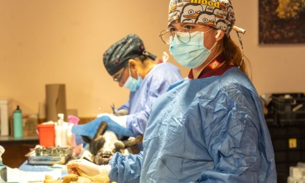 TERCERA JORNADA DE ESTERILIZACIÓN DE MASCOTAS EN SAN FELIPE