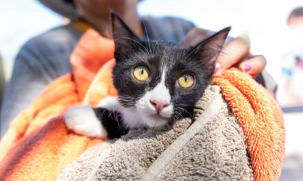 SUMAN MÁS DE 200 MIL MASCOTAS VACUNADAS EN 2026