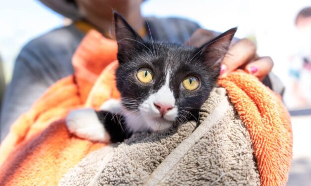 SUMAN MÁS DE 200 MIL MASCOTAS VACUNADAS EN 2026