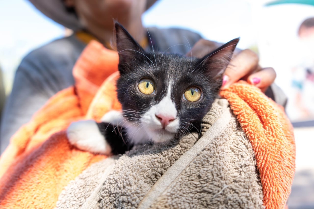 Over 200,000 Pets Vaccinated Against Rabies in Baja California for 2026