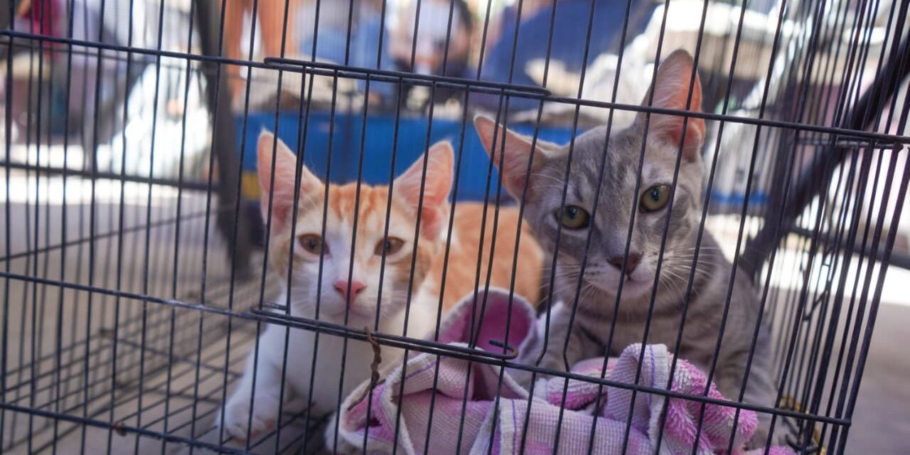 MÁS DE 17 MIL ESTERILIZACIONES DE MASCOTAS EN LO QUE VA DEL 2026