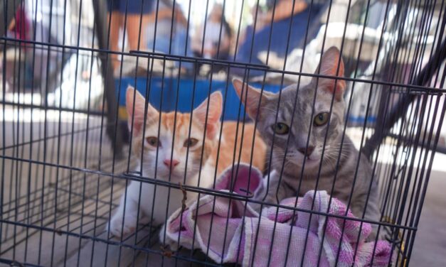 MÁS DE 17 MIL ESTERILIZACIONES DE MASCOTAS EN LO QUE VA DEL 2026